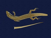 藏品(股鱗蜓蜥)的圖片